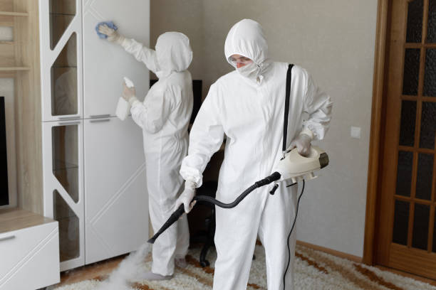 Best Attic Mold Removal  in Elburn, IL